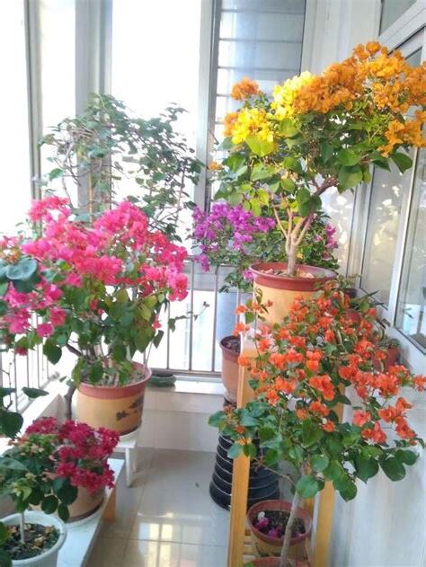全日照植物 西曬